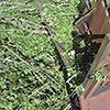 Luftbilder / Luftaufnahmen Sturmschäden Bochum